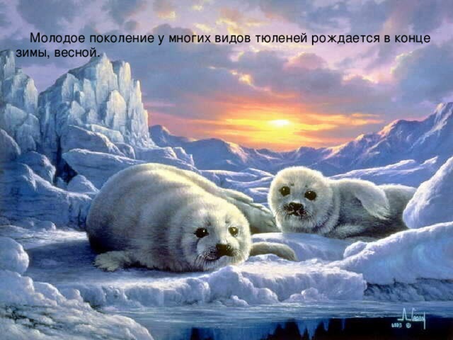  Молодое поколение у многих видов тюленей рождается в конце зимы, весной.  
