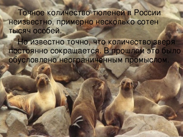  Точное количество тюленей в России неизвестно, примерно несколько сотен тысяч особей.  Но известно точно, что количество зверя постоянно сокращается. В прошлом это было обусловлено неограниченным промыслом. 