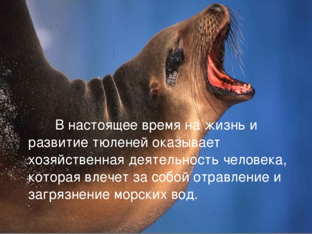  В настоящее время на жизнь и развитие тюленей оказывает хозяйственная деятельность человека, которая влечет за собой отравление и загрязнение морских вод. 