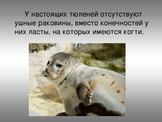  У настоящих тюленей отсутствуют ушные раковины, вместо конечностей у них ласты, на которых имеются когти. 