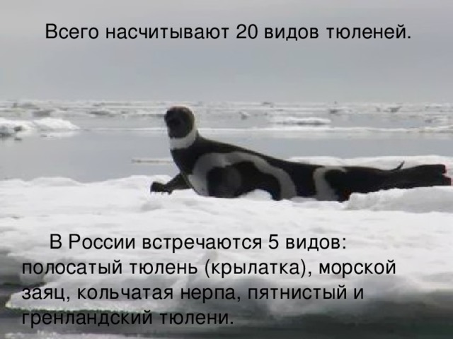  Всего насчитывают 20 видов тюленей.  В России встречаются 5 видов: полосатый тюлень (крылатка), морской заяц, кольчатая нерпа, пятнистый и гренландский тюлени. 