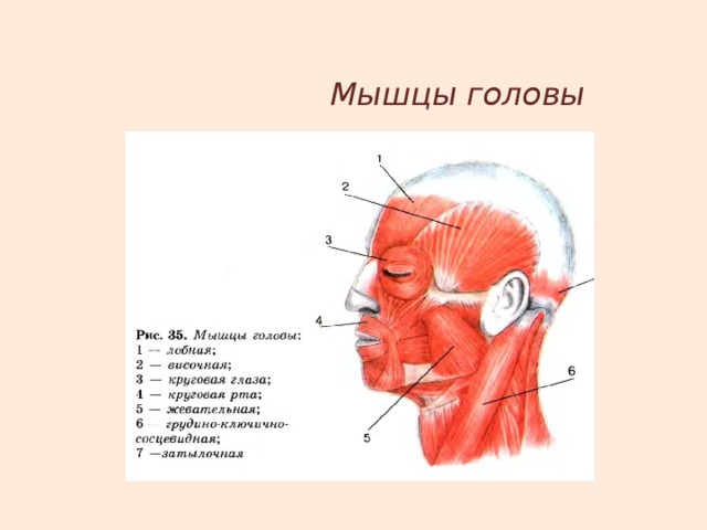 Мышцы черепа человека схема с названиями