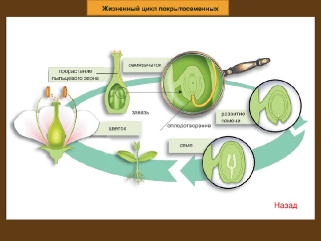 Появление плода у покрытосеменных. Жизненный цикл цветковых схема. Цикл размножения покрытосеменных. Жизненный цикл покрытосеменных схема. Цикл развития цветковых растений.