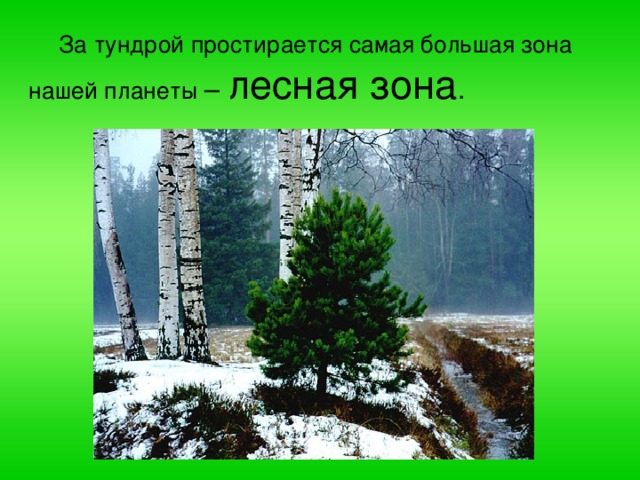  За тундрой простирается самая большая зона нашей планеты – лесная зона . 