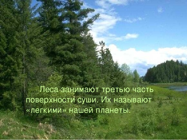  Леса занимают третью часть поверхности суши. Их называют «легкими» нашей планеты. 