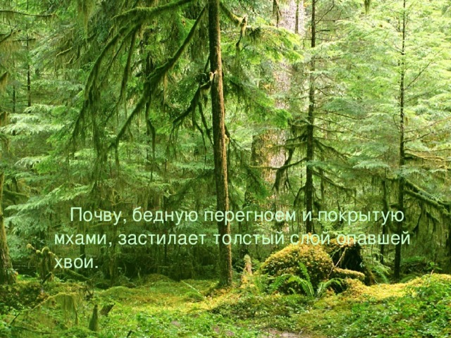  Почву, бедную перегноем и покрытую мхами, застилает толстый слой опавшей хвои. 