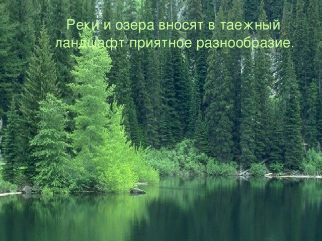  Реки и озера вносят в таежный ландшафт приятное разнообразие. 