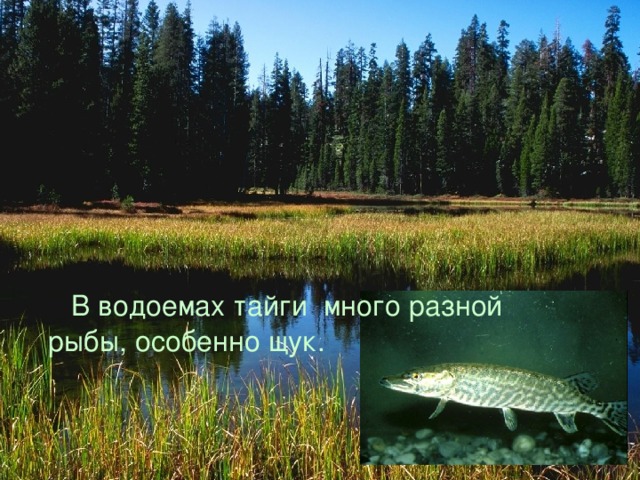  В водоемах тайги много разной рыбы, особенно щук. 