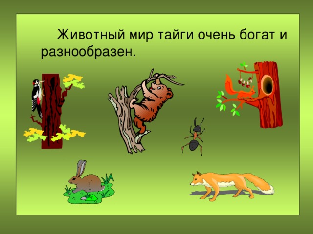  Животный мир тайги очень богат и разнообразен. 