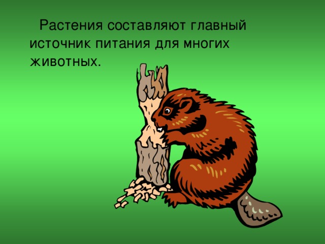  Растения составляют главный источник питания для многих животных. 