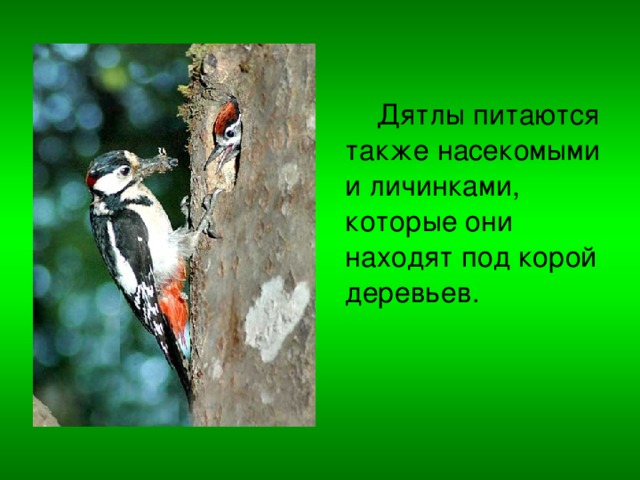  Дятлы питаются также насекомыми и личинками, которые они находят под корой деревьев. 