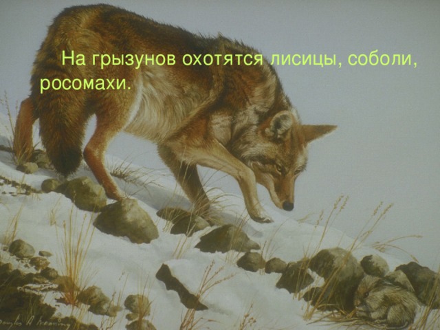  На грызунов охотятся лисицы, соболи, росомахи. 
