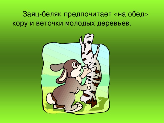  Заяц-беляк предпочитает «на обед» кору и веточки молодых деревьев. 
