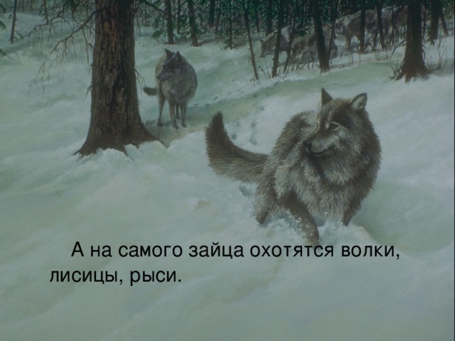  А на самого зайца охотятся волки, лисицы, рыси. 