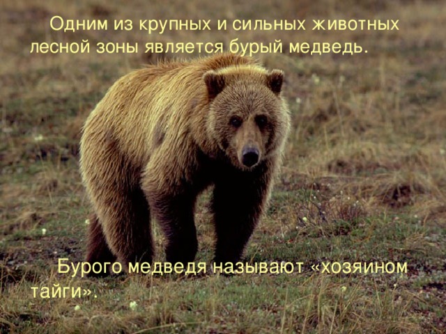  Одним из крупных и сильных животных лесной зоны является бурый медведь.  Бурого медведя называют «хозяином тайги». 