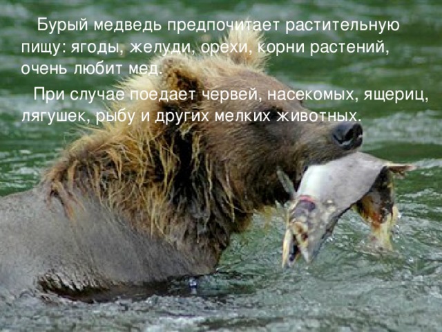 Бурый медведь предпочитает растительную пищу: ягоды, желуди, орехи, корни растений, очень любит мед.  При случае поедает червей, насекомых, ящериц, лягушек, рыбу и других мелких животных. 