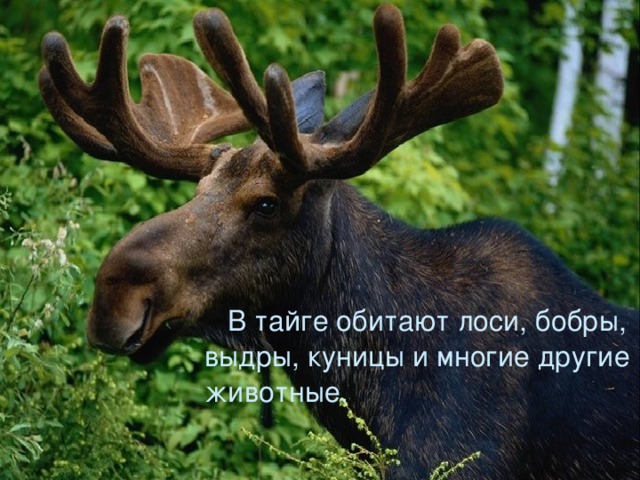 В тайге обитают лоси, бобры, выдры, куницы и многие другие животные. 