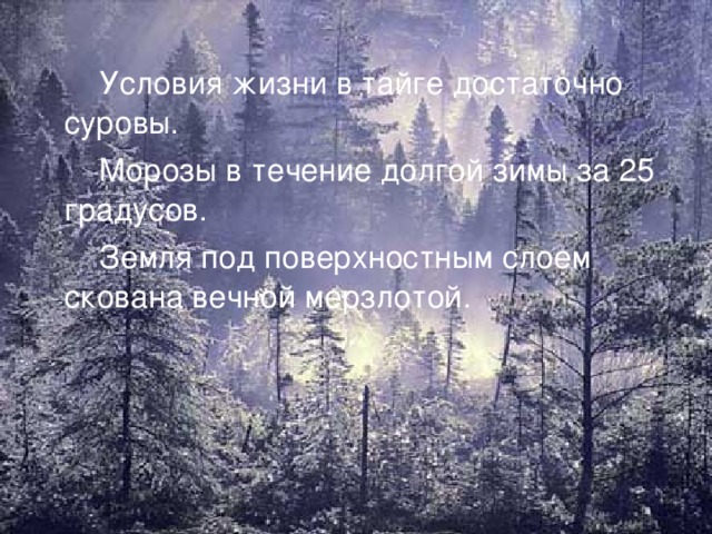 Тайга условия. Условия жизни в тайге. Условия тайги. Погодные условия в тайге. Условия для жизни людей в тайге.