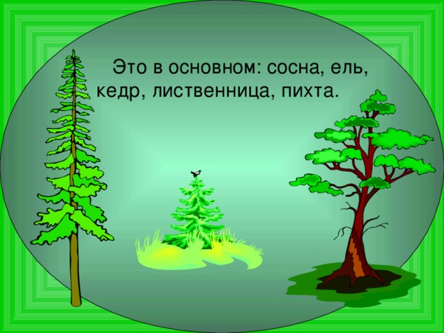  Это в основном: сосна, ель, кедр, лиственница, пихта. 