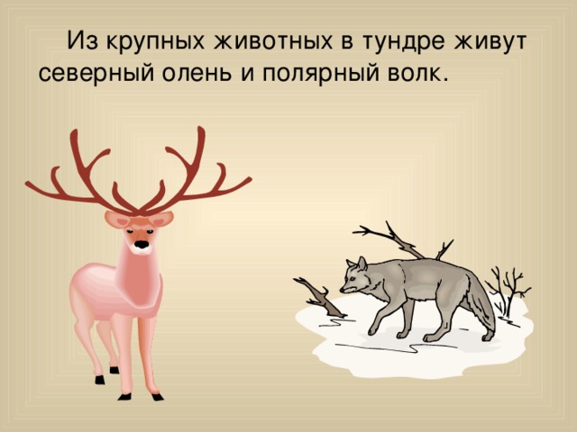  Из крупных животных в тундре живут северный олень и полярный волк. 