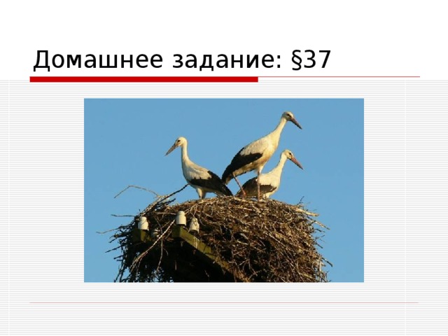 Домашнее задание: §37 