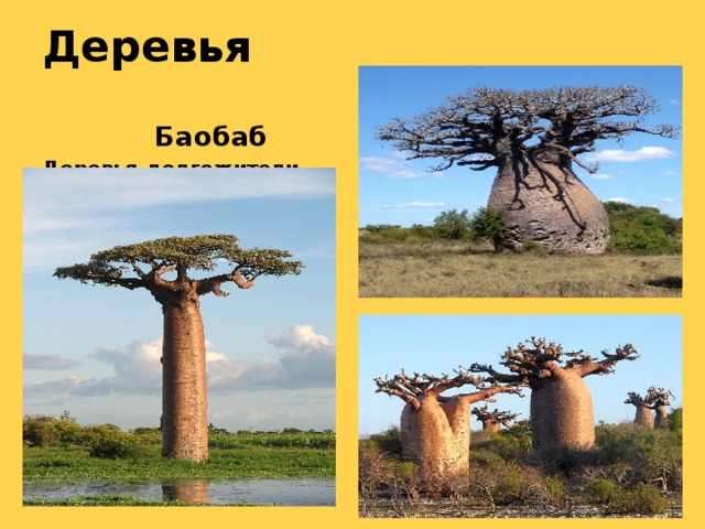 Деревья  Баобаб Деревья-долгожители, возраст некоторых достигает 4-6 тыс. лет   