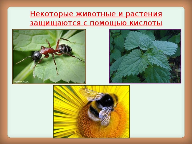 Некоторые животные и растения защищаются с помощью кислоты