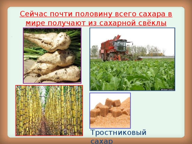 Сейчас почти половину всего сахара в мире получают из сахарной свёклы . Тростниковый сахар