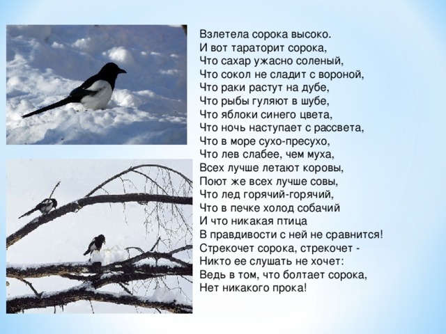 Взлетела соpока высоко.  И вот таpатоpит соpока,  Что сахаp yжасно соленый,  Что сокол не сладит с воpоной,  Что pаки pастyт на дyбе,  Что pыбы гyляют в шyбе,  Что яблоки синего цвета,  Что ночь настyпает с pассвета,  Что в море сухо-пресухо,  Что лев слабее, чем муха,  Всех лучше летают коровы,  Поют же всех лучше совы,  Что лед горячий-горячий,  Что в печке холод собачий  И что никакая птица  В правдивости с ней не сравнится!  Стрекочет сорока, стрекочет -  Никто ее слушать не хочет:  Ведь в том, что болтает сорока,  Нет никакого прока!   