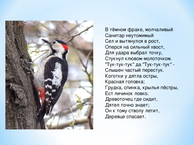 В тёмном фраке, молчаливый  Санитар неутомимый  Сел и вытянулся в рост,  Оперся на сильный хвост,  Для удара выбрал точку,  Стукнул клювом-молоточком.  