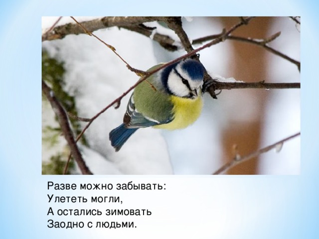 Разве можно забывать:  Улететь могли,  А остались зимовать  Заодно с людьми. 