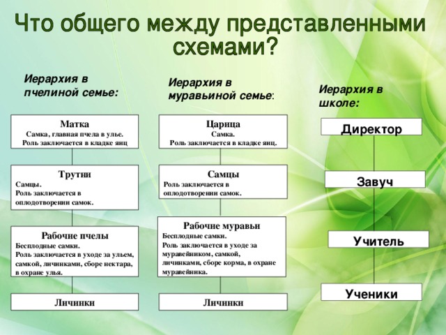 Иерархия в семье картинки