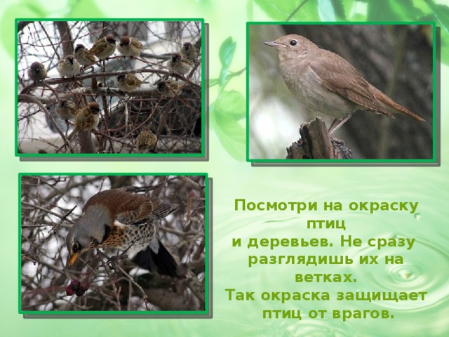 Посмотри на окраску птиц и деревьев. Не сразу разглядишь их на ветках. Так окраска защищает  птиц от врагов. 