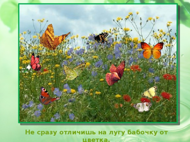 Каких бабочек нельзя увидеть днем на лугу. Луг с цветами и бабочками. Луг 1 класс. Луг с бабочками. Цветы и бабочки на лугу.