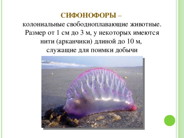 Как выглядит рыба сифонофоры