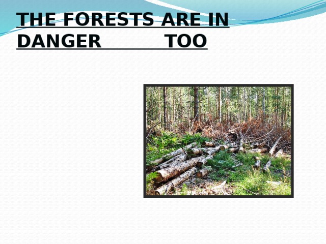 THE FORESTS ARE IN DANGER TOO 
