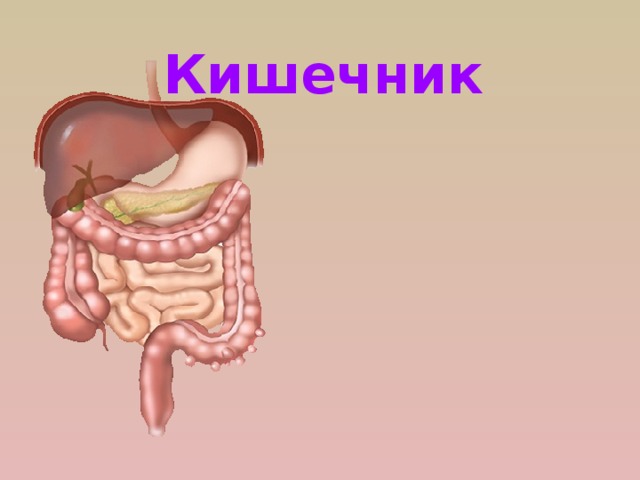 Кишечник человека длина