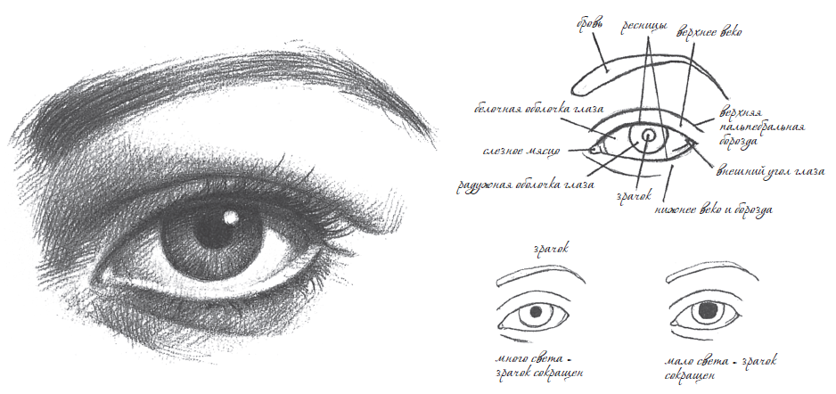 Глаз чертеж. Схема построения глаза человека. Анатомия глаза человека для художников. Схема рисования глаз с бровями. Строение глаза для рисования.