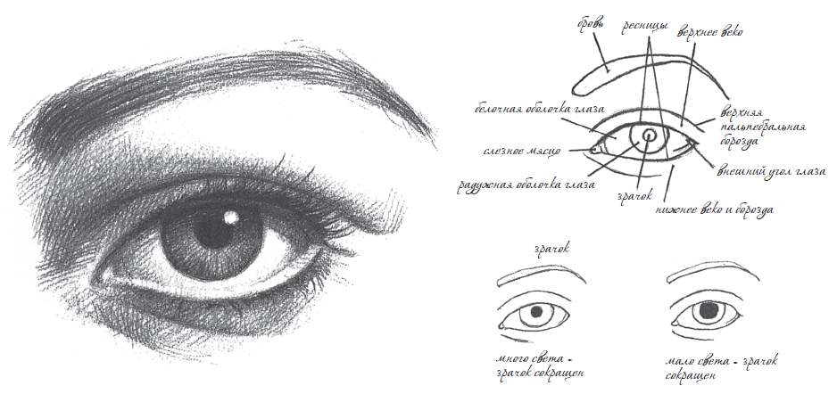 Нарисовать стр. Схема построения глаза человека. Анатомия глаза человека для художников. Схема рисования глаз с бровями. Строение глаза для рисования.