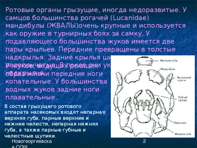 Ротовые органы грызущие, иногда недоразвитые. У самцов большинства рогачей ( Lucanidae ) мандибулы (ЖВАЛЫ)очень крупные и используется как оружие в турнирных боях за самку. У подавляющего большинства жуков имеется две пары крыльев. Передние превращены в толстые надкрылья. Задние крылья широкие и перепончатые. В покое они укладываются под надкрылья. У жуков, ведущих роющих образ жизни передние ноги копательные. У большинства водных жуков задние ноги плавательные. В состав грызущего ротового аппарата насекомых входят непарная верхняя губа, парные верхние и нижние челюсти, непарная нижняя губа, а также парные губные и челюстные щупики. 