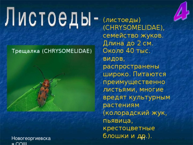 ( листоеды)( CHRYSOMELIDAE ), семейство жуков. Длина до 2 см. Около 40 тыс. видов, распространены широко. Питаются преимущественно листьями, многие вредят культурным растениям (колорадский жук, пьявица, крестоцветные блошки и др.). Трещалка ( CHRYSOMELIDAE ) 