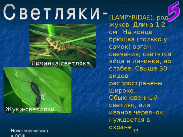 ( LAMPYRIDAE ), род жуков. Длина 1-2 см . На конце брюшка (только у самок) орган свечения; светятся яйца и личинки, но слабее. Свыше 30 видов, распространены широко. Обыкновенный светляк, или иванов червячок; нуждается в охране. Личинка светляка Жуки-светляки 