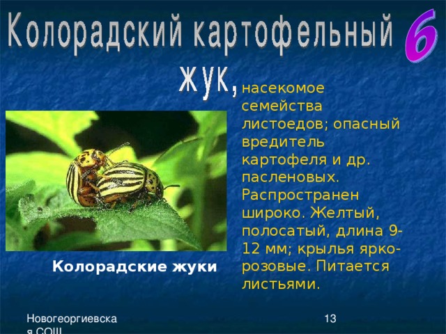 насекомое семейства листоедов; опасный вредитель картофеля и др. пасленовых. Распространен широко. Желтый, полосатый, длина 9-12 мм; крылья ярко-розовые. Питается листьями. Колорадские жуки 