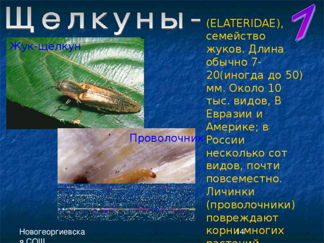 ( ELATERIDAE ), семейство жуков. Длина обычно 7-20(иногда до 50) мм. Около 10 тыс. видов, В Евразии и Америке; в России несколько сот видов, почти повсеместно. Личинки (проволочники) повреждают корни многих растений. Жук-щелкун Проволочник 