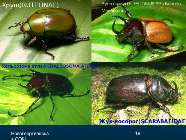 Хрущ( RUTELINAE ) Эупаториус( EUPATORIUS SP .).Борнео, Малайзия.  Холькозома атлас( CHALCOSOMA ATLAS ) Жук-носорог( SCARABAEIDAE ) 