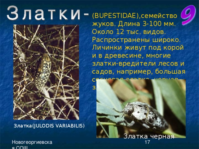 ( BUPESTIDAE ),семейство жуков. Длина 3-100 мм. Около 12 тыс. видов. Распространены широко. Личинки живут под корой и в древесине, многие златки-вредители лесов и садов, например, большая сосновая златка, черная златка. Златка( JULODIS VARIABILIS ) Златка черная 