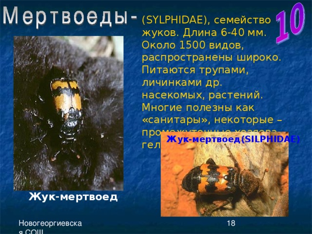 ( SYLPHIDAE ), семейство жуков. Длина 6-40 мм. Около 1500 видов, распространены широко. Питаются трупами, личинками др. насекомых, растений. Многие полезны как «санитары», некоторые – промежуточные хозяева гельминтов. Жук-мертвоед( SILPHIDAE ) Жук-мертвоед 