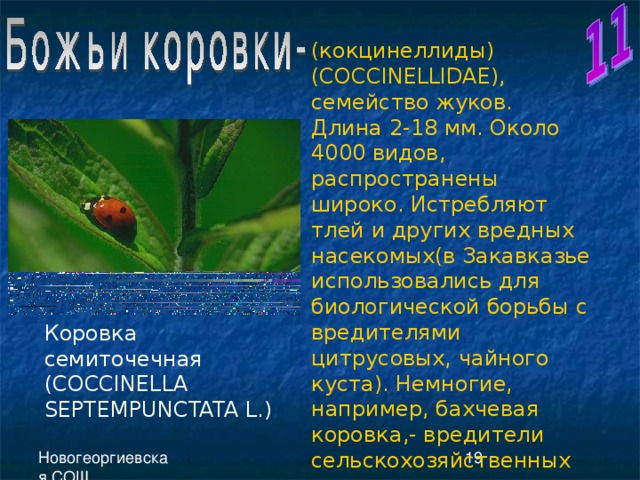 (кокцинеллиды)( COCCINELLIDAE ), семейство жуков. Длина 2-18 мм. Около 4000 видов, распространены широко. Истребляют тлей и других вредных насекомых(в Закавказье использовались для биологической борьбы с вредителями цитрусовых, чайного куста). Немногие, например, бахчевая коровка,- вредители сельскохозяйственных культур. Коровка семиточечная ( COCCINELLA SEPTEMPUNCTATA L. ) 