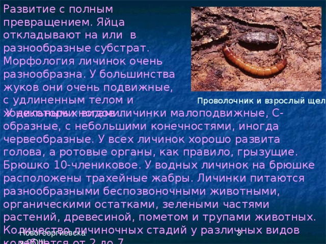 Развитие с полным превращением. Яйца откладывают на или в разнообразные субстрат. Морфология личинок очень разнообразна. У большинства жуков они очень подвижные, с удлиненным телом и ходильными ногами. Проволочник и взрослый щелкун.  У некоторых видов личинки малоподвижные, С-образные, с небольшими конечностями, иногда червеобразные. У всех личинок хорошо развита голова, а ротовые органы, как правило, грызущие. Брюшко 10-члениковое. У водных личинок на брюшке расположены трахейные жабры. Личинки питаются разнообразными беспозвоночными животными, органическими остатками, зелеными частями растений, древесиной, пометом и трупами животных. Количество личиночных стадий у различных видов колеблется от 2 до 7.  