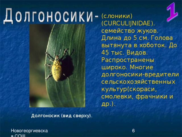 (слоники)( CURCULIJNIDAE ). семейство жуков. Длина до 5 см. Голова вытянута в хоботок. До 45 тыс. Видов. Распространены широко. Многие долгоносики-вредители сельскохозяйственных культур(скораси, смолевки, фрачники и др.). Долгоносик (вид сверху).  